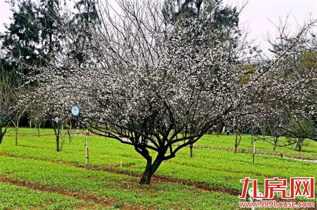 忠仑公园梅花悄然绽放 蓬勃烂漫引人驻足拍照-九房网