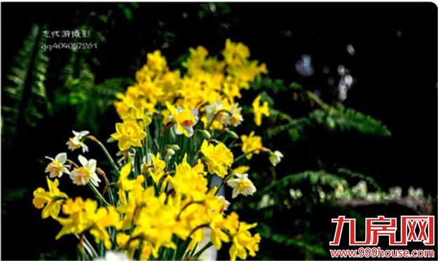 厦门的春天彻底爆发了  这里的花儿美翻了全厦门！——九房网