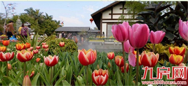 厦门的春天彻底爆发了  这里的花儿美翻了全厦门！——九房网