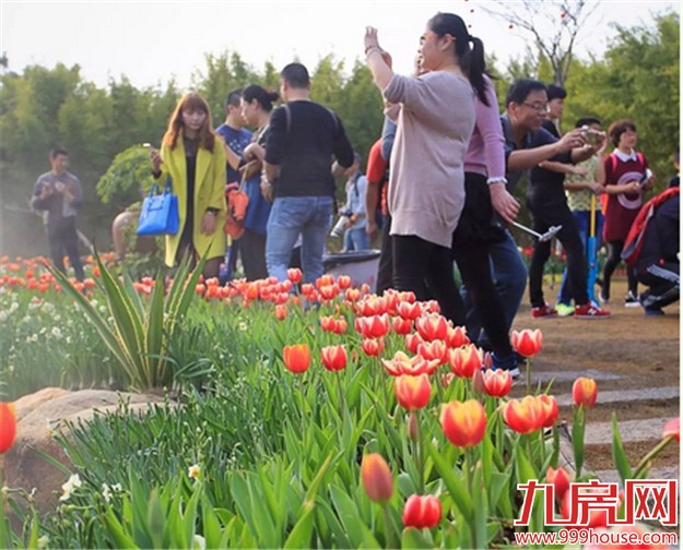 厦门的春天彻底爆发了  这里的花儿美翻了全厦门！——九房网