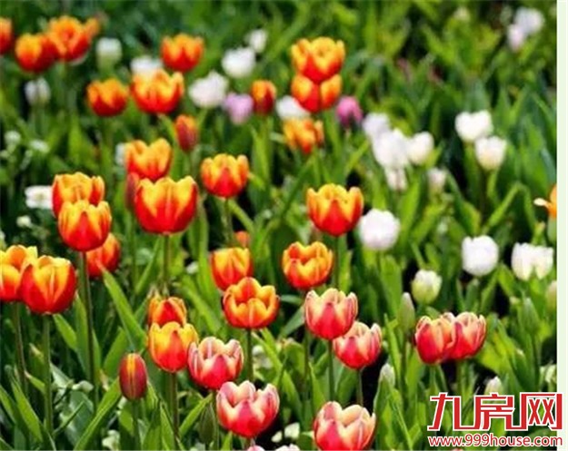 厦门的春天彻底爆发了  这里的花儿美翻了全厦门！——九房网