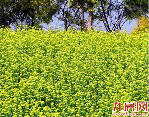 厦门的春天彻底爆发了  这里的花儿美翻了全厦门！——九房网