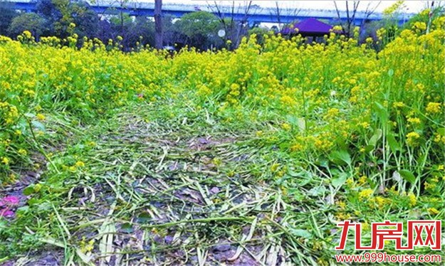 翻越篱笆 踩花拍照 公园花海请你“脚下留情”——九房网