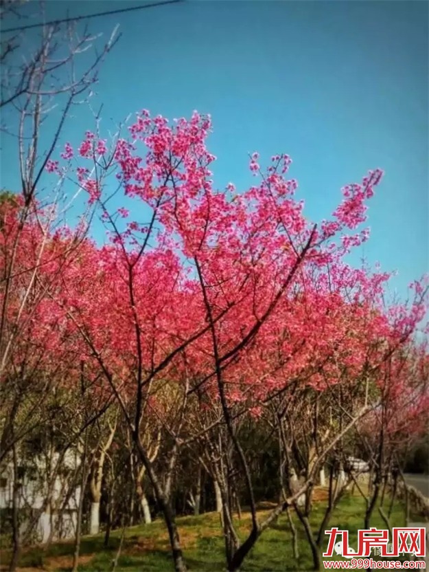 厦门赏樱花攻略  雾里看花醉意浓——九房网