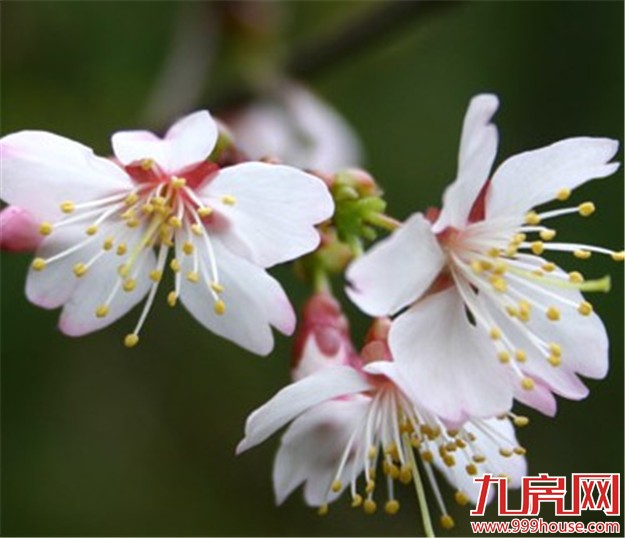 厦门赏樱花攻略  雾里看花醉意浓——九房网