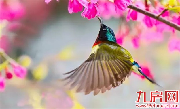 厦门赏樱花攻略  雾里看花醉意浓——九房网