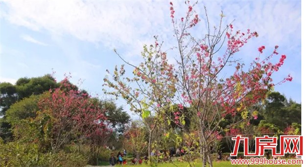 厦门赏樱花攻略  雾里看花醉意浓——九房网