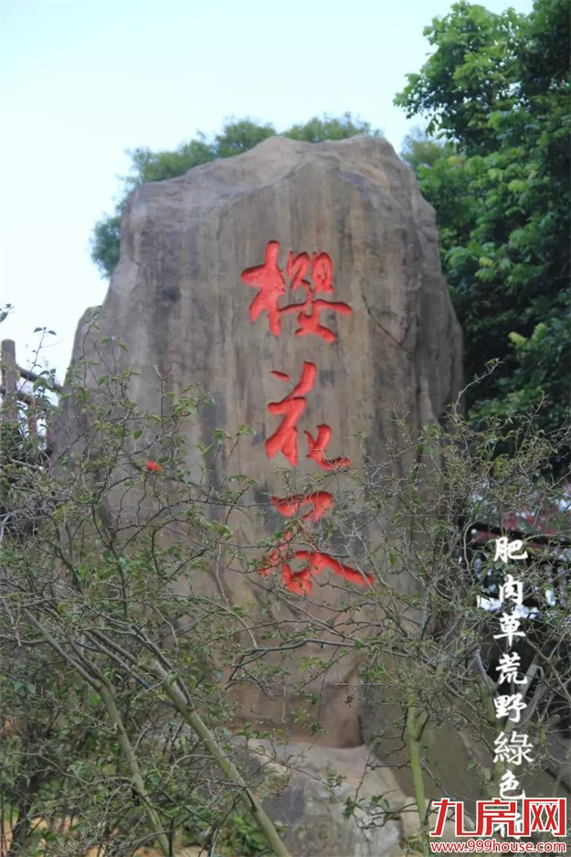 厦门赏樱花攻略  雾里看花醉意浓——九房网