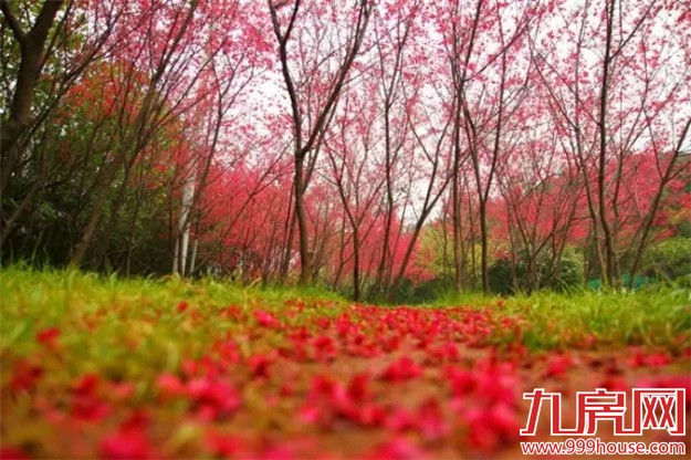 厦门赏樱花攻略  雾里看花醉意浓——九房网