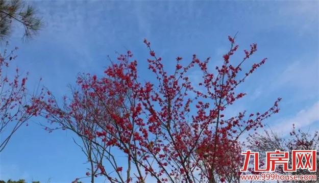 厦门赏樱花攻略  雾里看花醉意浓——九房网