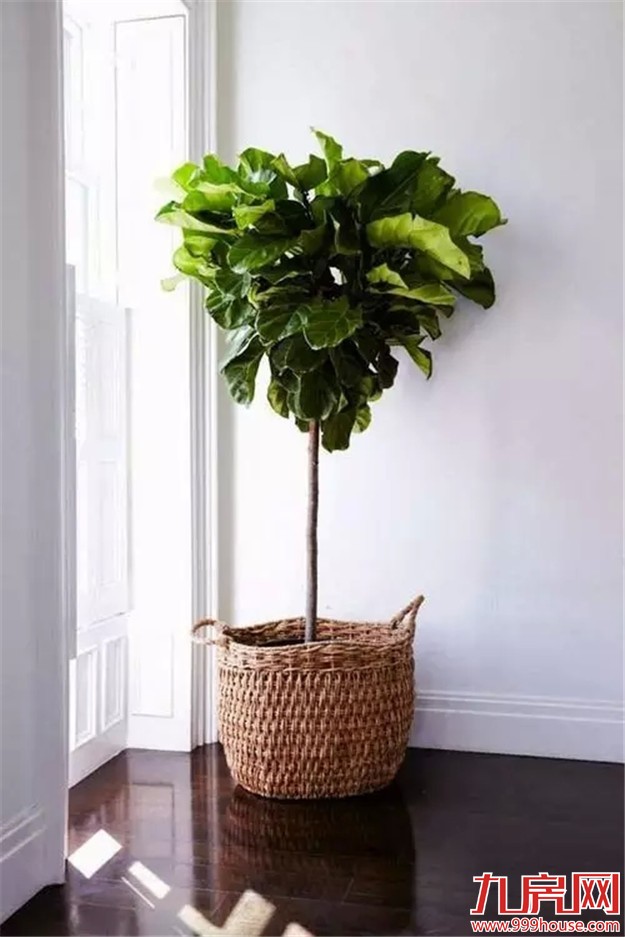 学会这几个小技巧 30平米出租屋也能迅速提升格调！——九房网