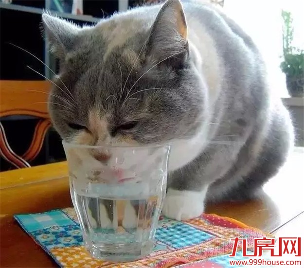 学会这几个小技巧 30平米出租屋也能迅速提升格调！——九房网