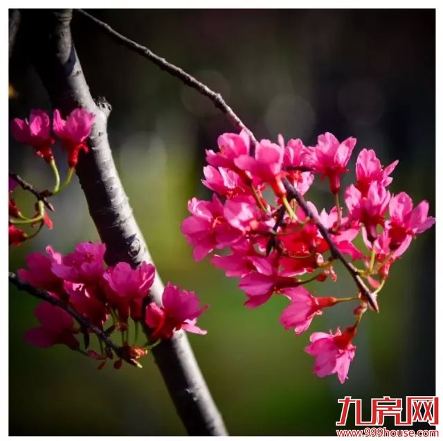 《跑男》要来厦录制？厦门高颜值又浪漫的取景地——九房网