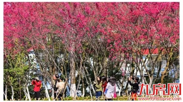 《跑男》要来厦录制？厦门高颜值又浪漫的取景地——九房网