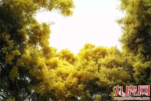 《跑男》要来厦录制？厦门高颜值又浪漫的取景地——九房网