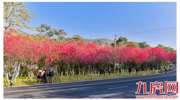 《跑男》要来厦录制？厦门高颜值又浪漫的取景地——九房网