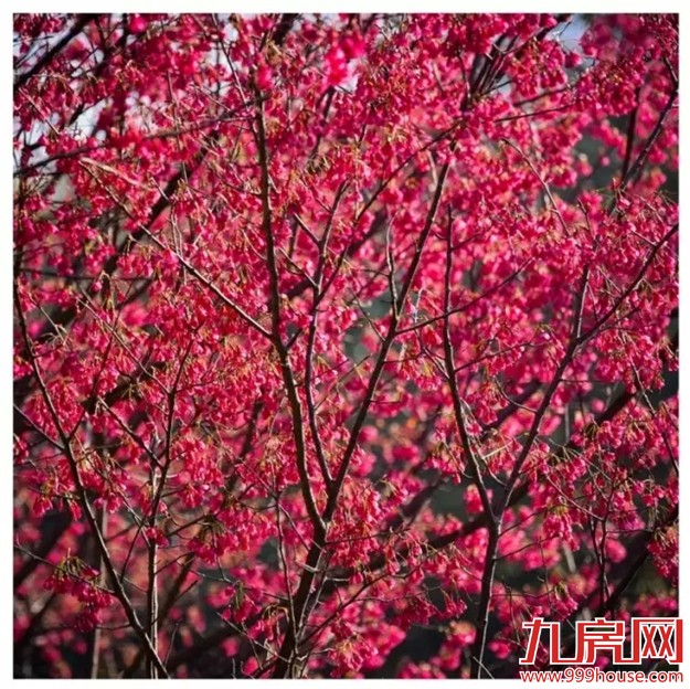 《跑男》要来厦录制？厦门高颜值又浪漫的取景地——九房网