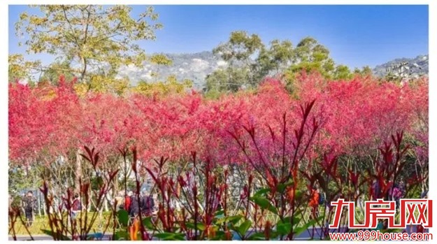 《跑男》要来厦录制？厦门高颜值又浪漫的取景地——九房网