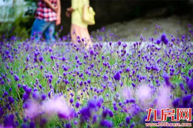 厦门是哪个省的？已传疯！厦门人快顶！起！来！——九房网