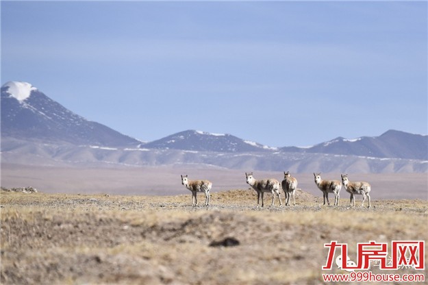 这五件事  习近平每年两会都关心——九房网