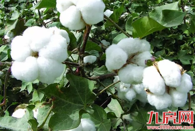 你关心的10个重要问题  现在都有说法了！——九房网