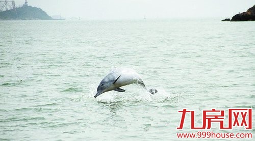 厦门奇景！白海豚结队在厦门海玩耍——九房网