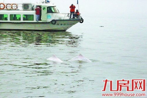 厦门奇景！白海豚结队在厦门海玩耍——九房网