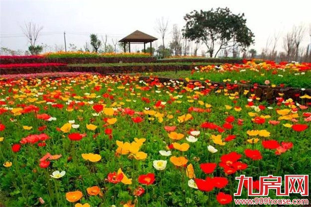 你的新老公宋仲基邀你去厦门，约吗？——九房网