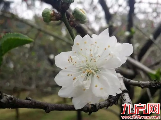 在厦门赏桃花的正确姿势  乘着晴天约起来——九房网
