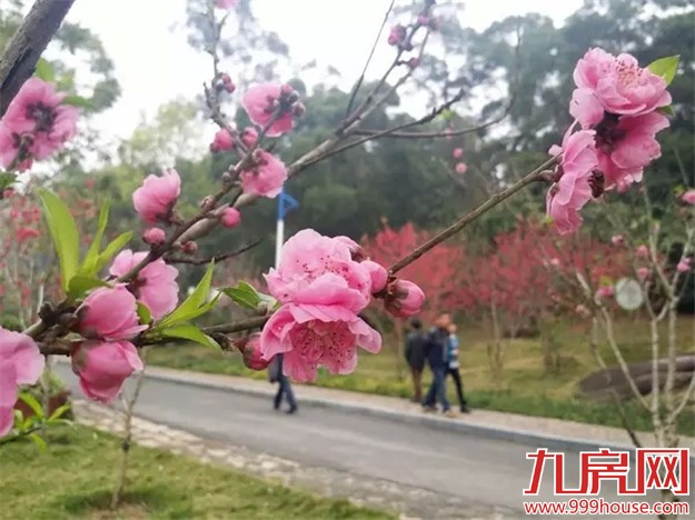 在厦门赏桃花的正确姿势  乘着晴天约起来——九房网