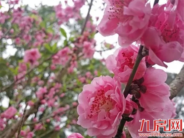 在厦门赏桃花的正确姿势  乘着晴天约起来——九房网