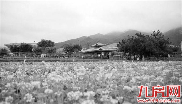  岛外将添3条乡村景观带 市民踏青又增3去处——九房网