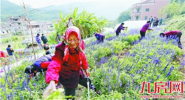 厦门农村居民一季度人均收入5701.5元 继续领跑全省——九房网