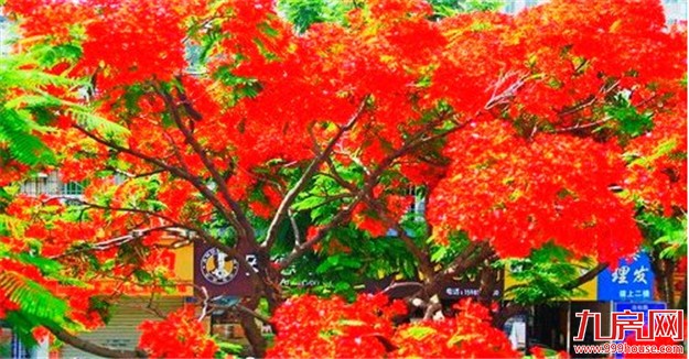 海沧今年将新建8个街心公园 活力新城更加美如画——九房网