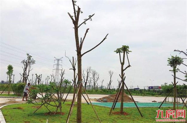 翔安新建一处绿地公园 预计8月份可完工——九房网