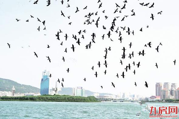 5年 从源头解决筼筜湖脏臭问题 擦亮厦门名片——九房网 5年 从源头解决筼筜湖脏臭问题 擦亮厦门名片——九房网