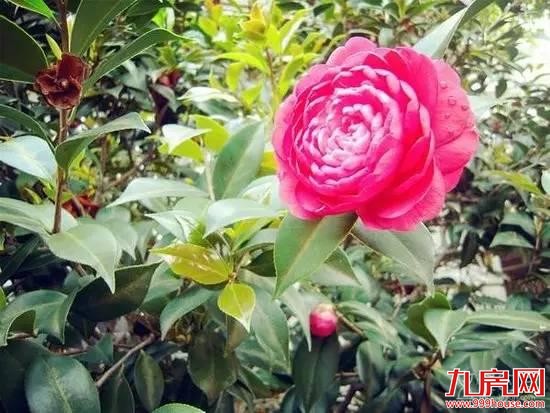 你说鼓浪屿很美 我说你不知道的厦门更美——九房网