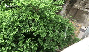 这个倒插门台风“黑户”要影响厦门啦！今天有暴雨＋雷电！——九房网