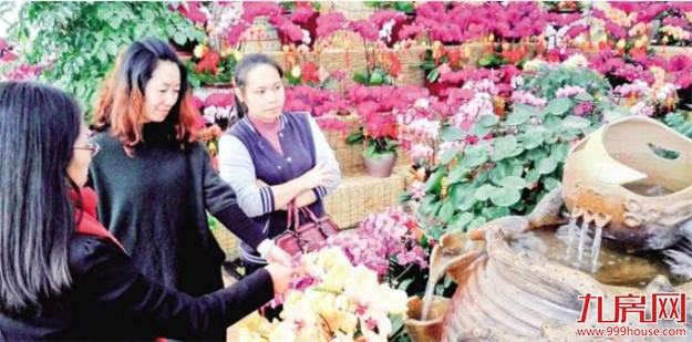 春节临近花卉市场火热 盆景花价格亲民蝴蝶兰供不应求——九房网