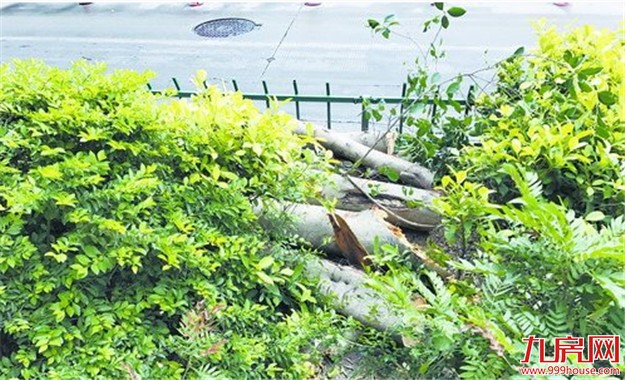 曾厝垵西路 树枝被货车撞断占用两车道——九房网