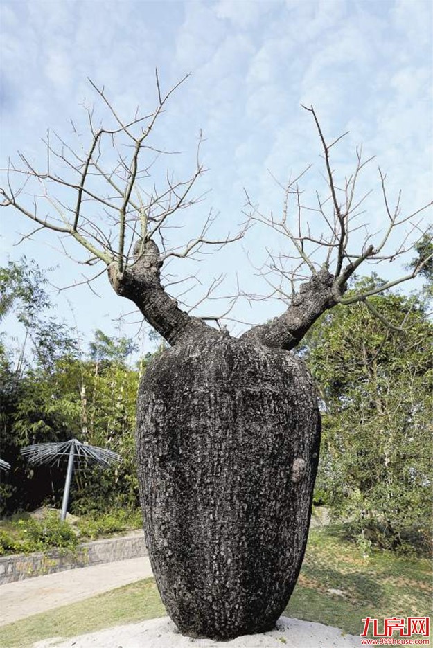 厦门植物园奇趣植物区春节开放 大部分植物首次“会客”——九房网