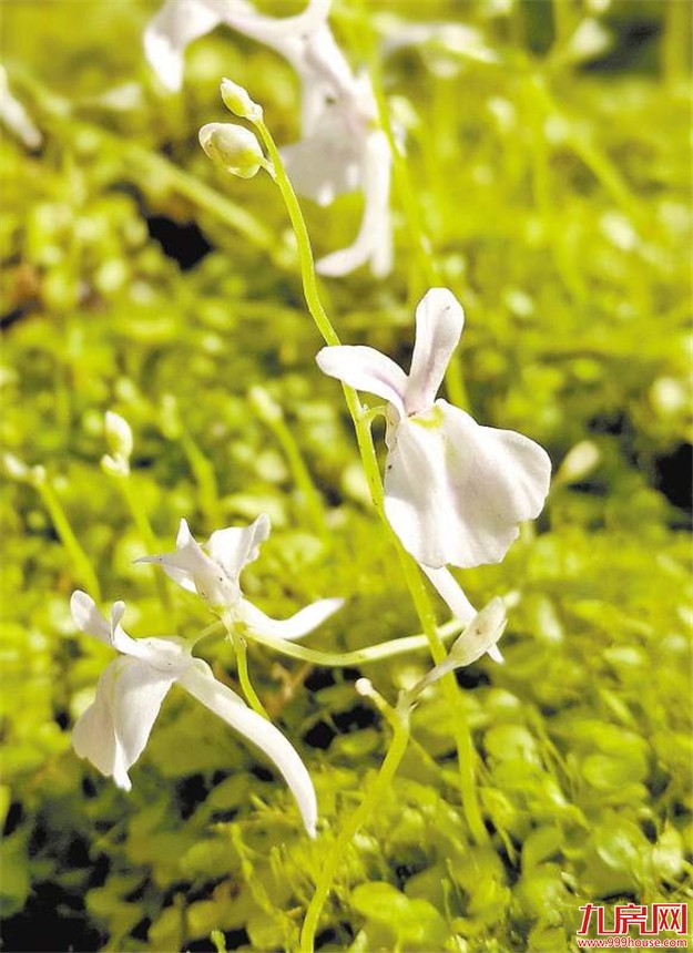 厦门植物园奇趣植物区春节开放 大部分植物首次“会客”——九房网