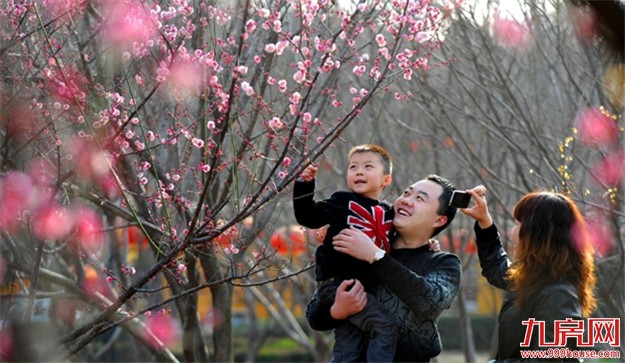 厦门旅游市场逐渐回暖 赏花之旅成为主旋律——九房网