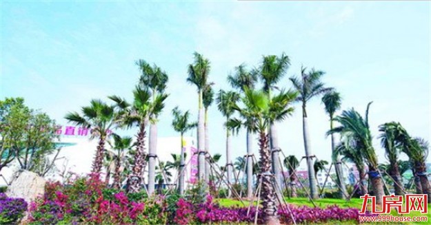 主干道补绿提升城市颜值 盘点厦门常用绿化树种——九房网