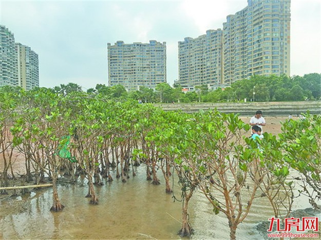 厦门房产,厦门房地产,厦门新房,九房网,厦门房产
