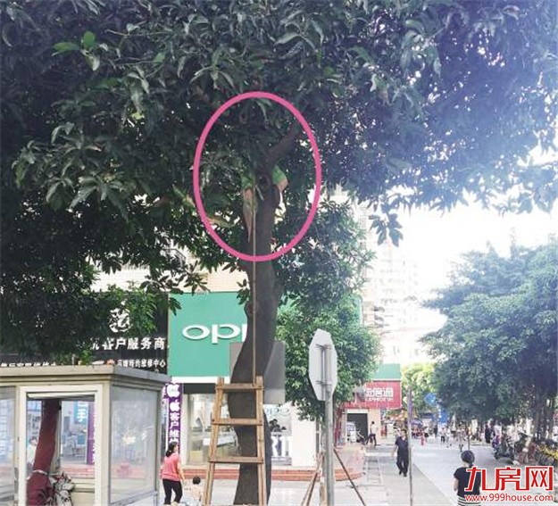 厦门路旁芒果树成开心农场 盘点市民花式采摘法——九房网
