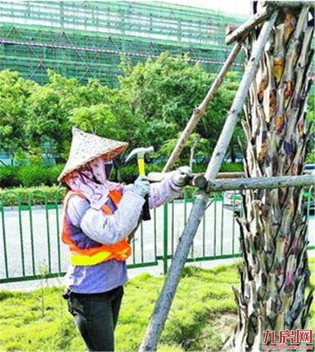 适度修剪树木时刻监控桥梁隧道 积极做好防御台风工作——九房网