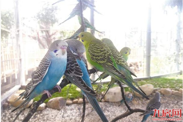 园博苑新景点生态园月底迎客 鸳鸯蝴蝶松鼠刺猬与游客互动——九房网