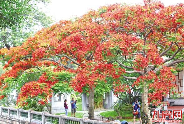 厦门房产,厦门房地产,厦门新房,九房网,厦门房产