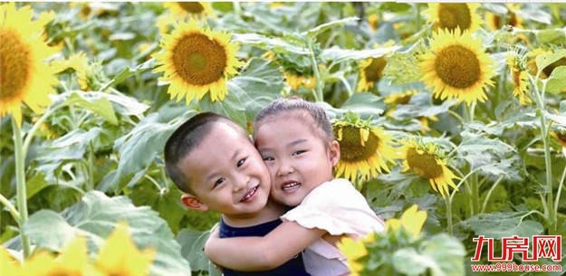 翔安香山：50亩向日葵激情绽放 高颜值为国庆献礼——九房网